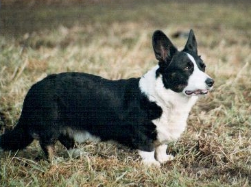 Ein