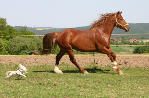 Hagrip