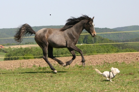 Píďa